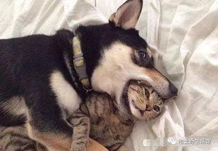 猫咪遥控爆料视频下载大全,揭秘萌宠趣味瞬间