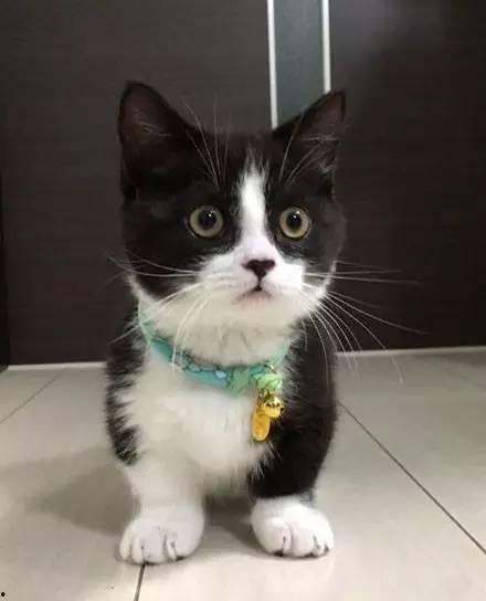 短腿猫视频,萌翻网友的可爱瞬间